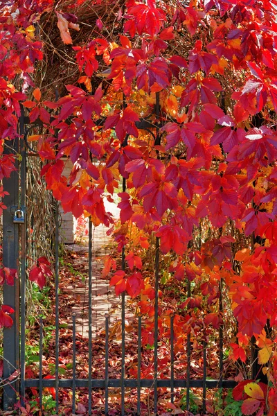 Iron gate in red leaves