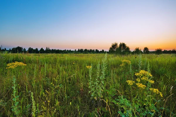 Pôr do sol no campo de verão — Fotografia de Stock