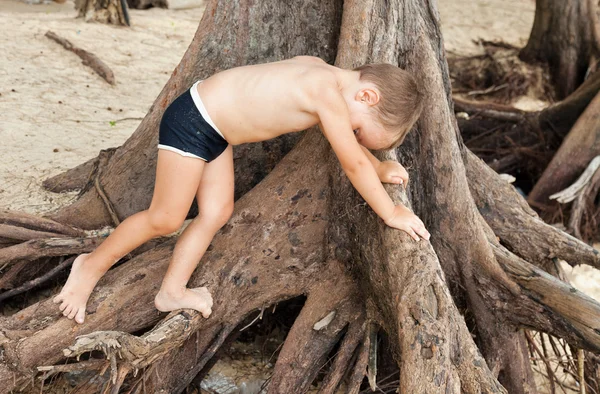 Маленький мальчик залезает на дерево — стоковое фото