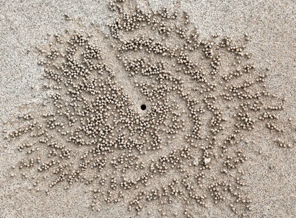 Crabs holes on beach sand Royalty Free Stock Images