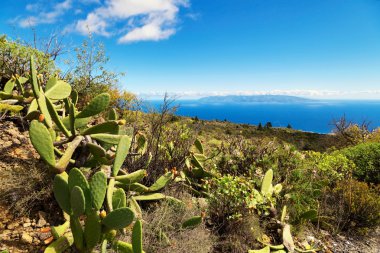 inciri bir dağ yamacında