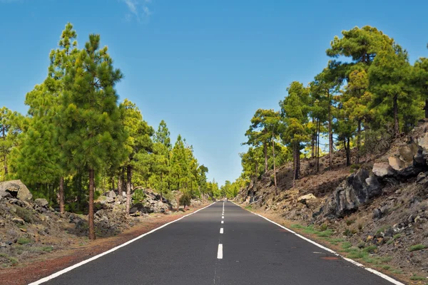 Road, pine Grove — Stock Fotó