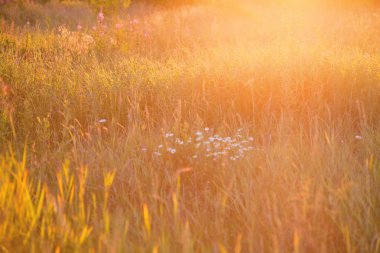 Güneş ışığında çimen