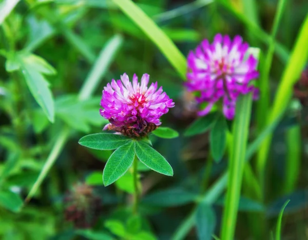 Red flower clover — Stock Photo, Image