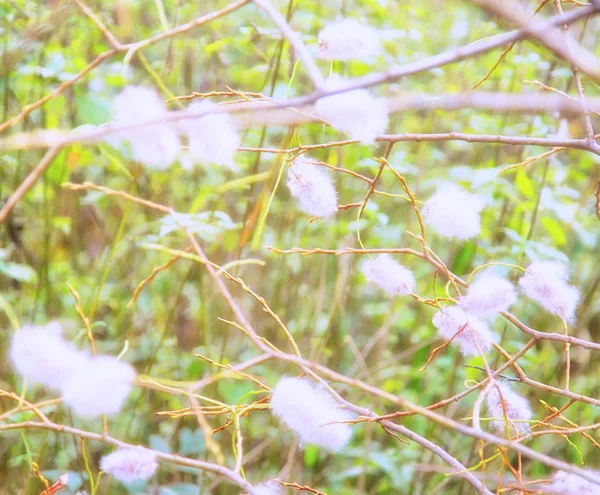 Verschwommene Sicht auf weiße Blumen — Stockfoto