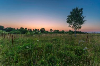 Günbatımında gökyüzünün altında yapayalnız bir ağaç. Doğa arkaplanı