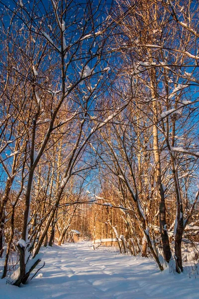 Paisagem Inverno Com Snowdrifts Céu Azul Profundo — Fotografia de Stock