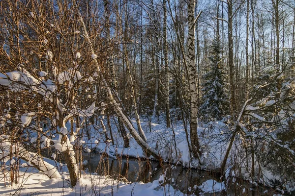 Рано Утром Берегу Реки Растения Снегом — стоковое фото