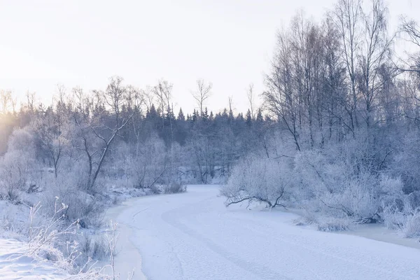 Pflanzen Unter Schnee Flussufer Frühen Wintermorgen — Stockfoto