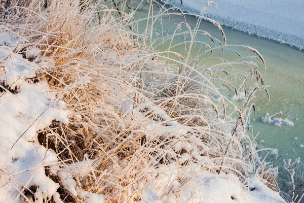 寒冷冬季阳光下结冰的草地 — 图库照片