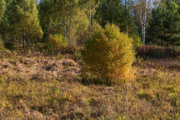 Autumn Landscape Bush Trees Meadow Dry Grass — Stock Photo, Image