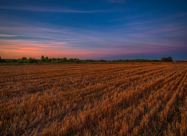 Поле Свіжої Пшениці Під Час Літнього Заходу Сонця Природний Ландшафт — стокове фото