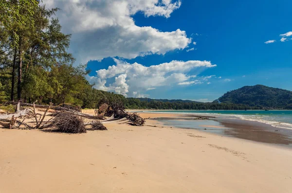 Död Trädstam Tropisk Strand Stranden Nai Yang Det Phuket Thailand — Stockfoto