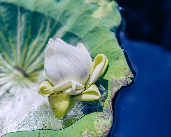 Lys Blanc Avec Des Feuilles Surface Étang — Photo