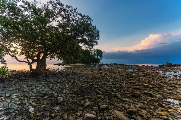 Bela Paisagem Pôr Sol Com Silhuetas Árvores Praia Maré Baixa — Fotografia de Stock
