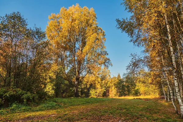 Podzimní Krajina Keř Stromy Louce Suchou Trávou — Stock fotografie