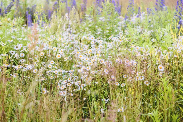 Summer Field Daisies Grass — Stock Photo, Image