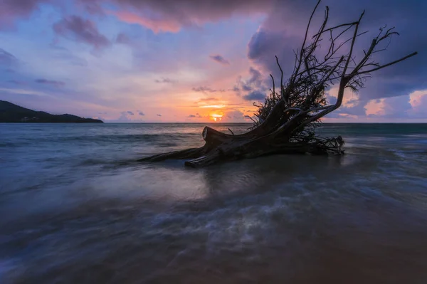 美しい夕日の熱帯のビーチで古い木のスナック 自然を背景に ナイヤンビーチ プーケットだ — ストック写真