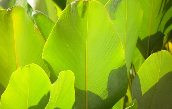 Closeup Folhas Verdes Que Brilham Luz Solar — Fotografia de Stock