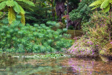 Furnas, Sao Miguel Adası, Azores, Portekiz 'deki Büyüleyici Terra Nostra Botanik Bahçesi