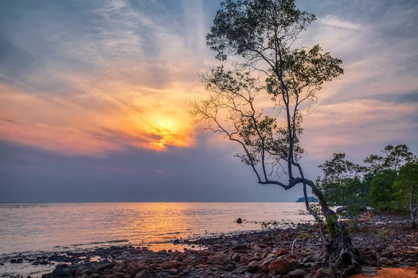 Дерево Фоні Заходу Сонця Тропічному Пляжі — стокове фото