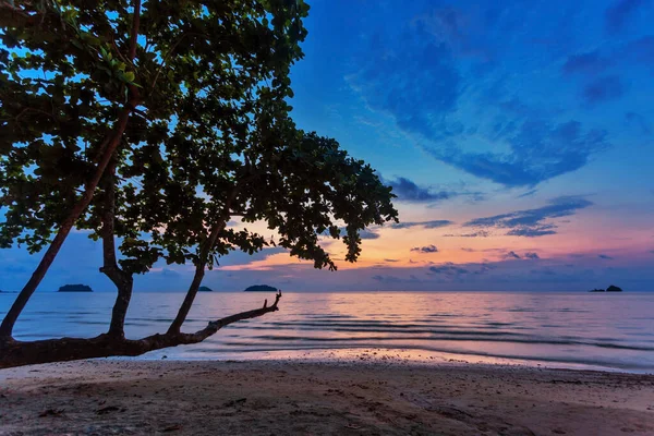 Boom Tegen Zonsondergang Tropisch Strand — Stockfoto