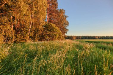 Yaz tarlasında Coloful günbatımı manzarası 