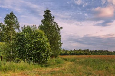Yaz tarlasında Coloful günbatımı manzarası 