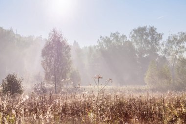 Sonbahar manzarası, çalı ve çayırdaki ağaçlar kuru otlar. 