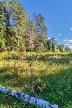 Güneşli havada yaz ormanı. Doğa manzarası