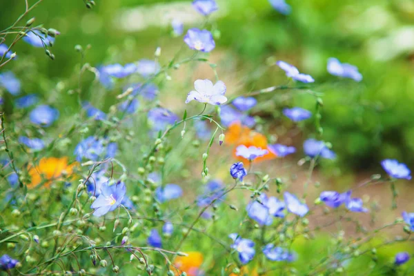 Obfitość Kwitnących Dzikich Kwiatów Łące Wiosną — Zdjęcie stockowe