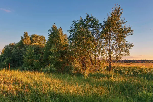 Yaz tarlasında Coloful günbatımı manzarası 