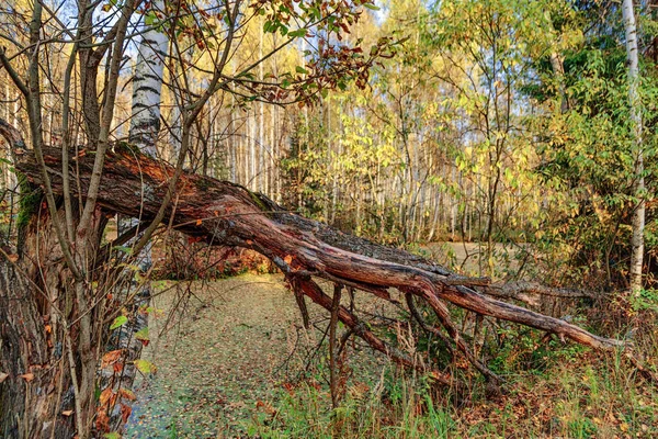 Fiume Calmo Nella Foresta Nella Giornata Sole — Foto Stock