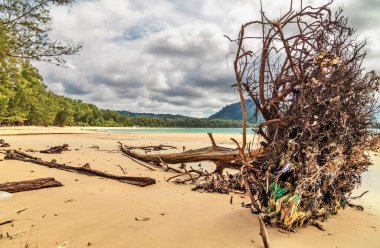 Kasvetli gökyüzünün altında, deniz kıyısındaki ölü ağaçlar. Tayland
