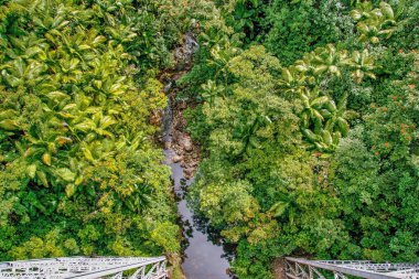 Büyük adanın ormanındaki küçük dere manzarası. Hawaii mi? ABD 