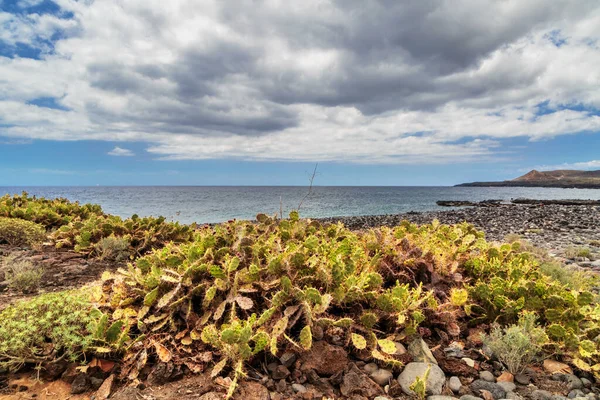 Canary Island Spurge Euphorbia Kanariensis Taşlı Plajda Tenerife Kanarya Adaları — Stok fotoğraf