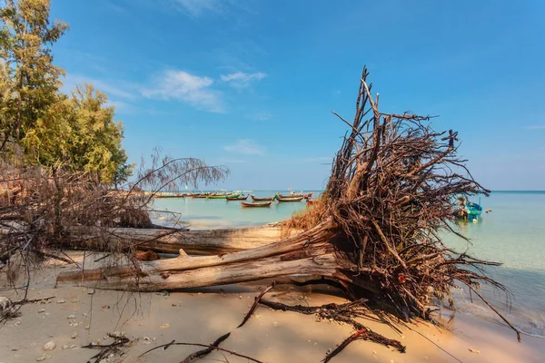 Kmen Mrtvého Stromu Tropické Pláži Pláž Nai Yang Phuket Thajsko — Stock fotografie