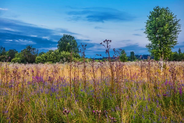 Abend auf dem Feld — Stockfoto