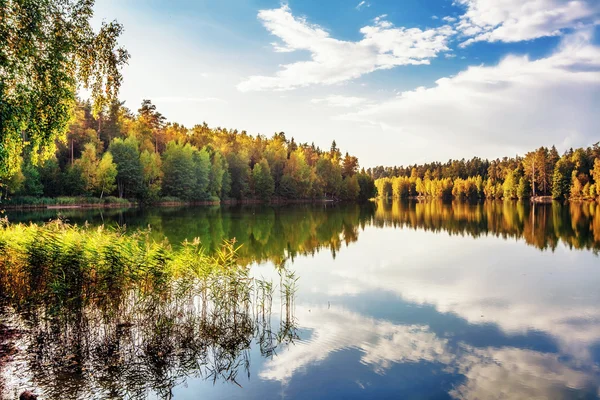 秋の湖、森の近く — ストック写真