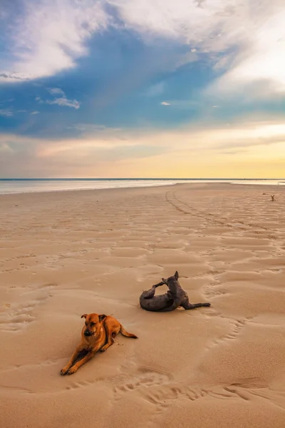 Dogs on the beach at sunset — Stock Photo, Image