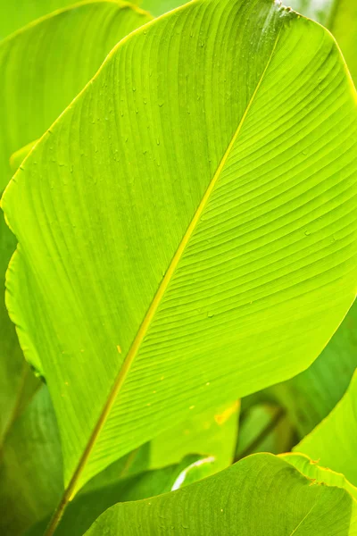 Texturas de folha de palma verde — Fotografia de Stock