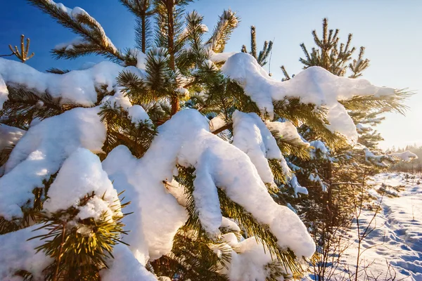 Tannenzweig mit Schnee bedeckt — Stockfoto