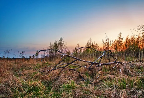 Campo de pôr do sol — Fotografia de Stock