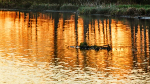 Reflets du coucher du soleil et des arbres dans la rivière — Photo