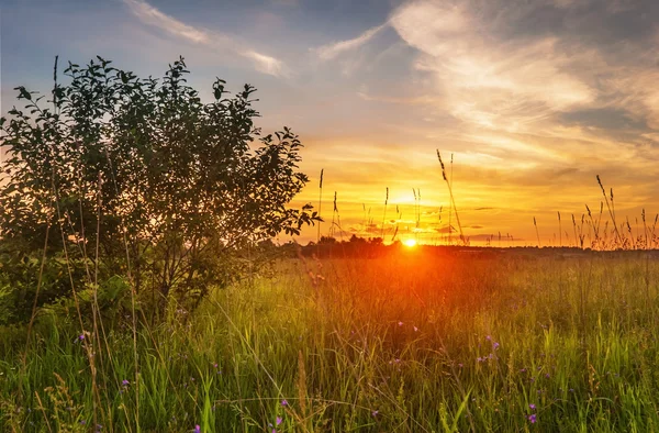 Sonnenuntergang im Sommerfeld — Stockfoto