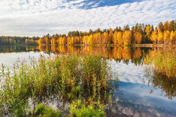 Lago otoñal cerca del bosque — Foto de Stock