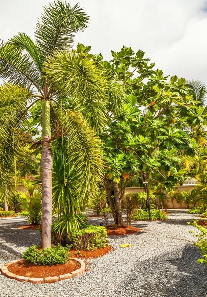Hermoso jardín tropical — Foto de Stock