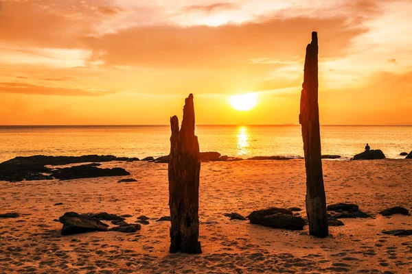 Dead tree trunks on tropical beach — Stock Photo, Image