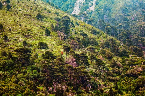 Piste di montagna — Foto Stock