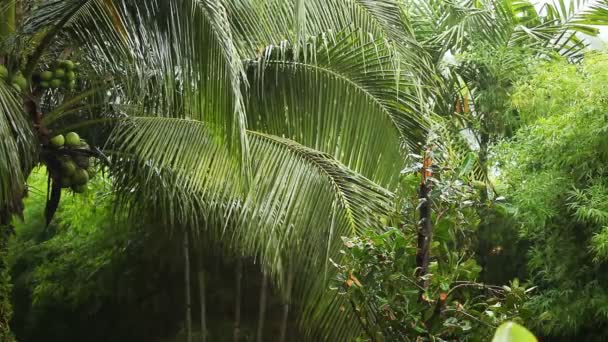 Rain in tropical garden — Stock Video